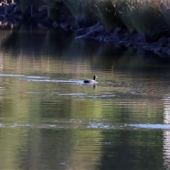 Fulica atra (Eurasian Coot) at Yarralumla, ACT - 8 Dec 2024 by JimL