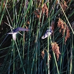 Hirundo neoxena (Welcome Swallow) at Yarralumla, ACT - 8 Dec 2024 by JimL