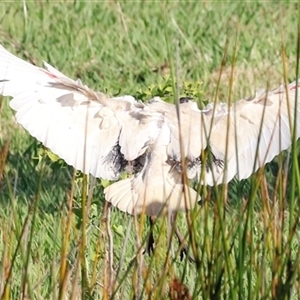 Threskiornis molucca at Yarralumla, ACT by JimL