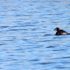 Tachybaptus novaehollandiae (Australasian Grebe) at Yarralumla, ACT - 7 Dec 2024 by JimL