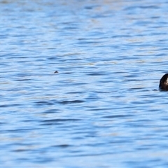 Tachybaptus novaehollandiae at Yarralumla, ACT - 8 Dec 2024