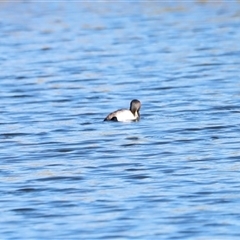 Tachybaptus novaehollandiae at Yarralumla, ACT - 8 Dec 2024