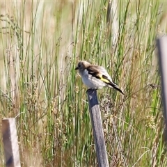 Carduelis carduelis (European Goldfinch) at Yarralumla, ACT - 8 Dec 2024 by JimL