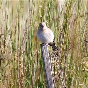 Carduelis carduelis at Yarralumla, ACT - 8 Dec 2024