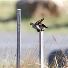 Carduelis carduelis at Yarralumla, ACT - 8 Dec 2024 07:43 AM