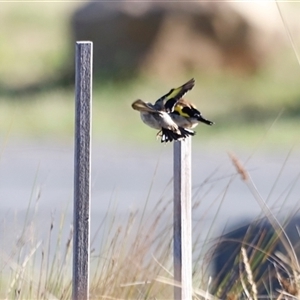 Carduelis carduelis at Yarralumla, ACT - 8 Dec 2024