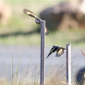 Carduelis carduelis at Yarralumla, ACT - 8 Dec 2024 07:43 AM