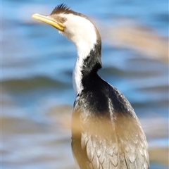 Microcarbo melanoleucos (Little Pied Cormorant) at Yarralumla, ACT - 8 Dec 2024 by JimL