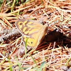 Heteronympha merope (Common Brown Butterfly) at Yarralumla, ACT - 7 Dec 2024 by JimL