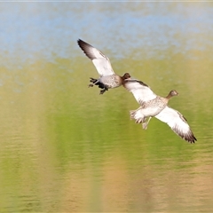 Chenonetta jubata (Australian Wood Duck) at Yarralumla, ACT - 8 Dec 2024 by JimL