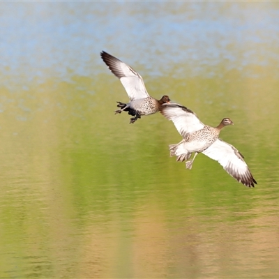 Chenonetta jubata (Australian Wood Duck) at Yarralumla, ACT - 8 Dec 2024 by JimL