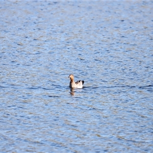 Chenonetta jubata at Yarralumla, ACT - 8 Dec 2024