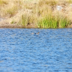 Chenonetta jubata at Yarralumla, ACT - 8 Dec 2024 07:17 AM