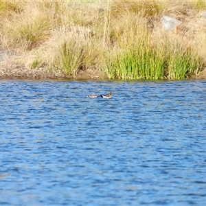 Chenonetta jubata at Yarralumla, ACT - 8 Dec 2024 07:17 AM