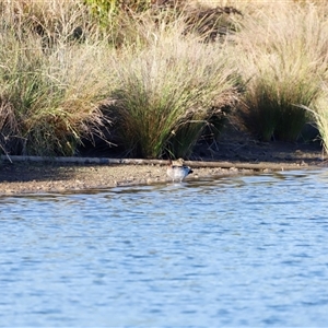 Chenonetta jubata at Yarralumla, ACT - 8 Dec 2024