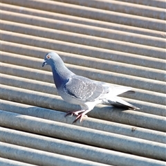 Columba livia (Rock Dove (Feral Pigeon)) at Yarralumla, ACT - 8 Dec 2024 by JimL