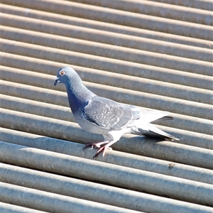 Columba livia at Yarralumla, ACT - 8 Dec 2024 07:44 AM