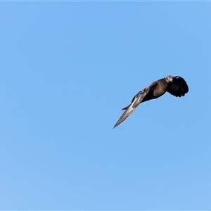 Columba livia at Yarralumla, ACT - 8 Dec 2024 07:44 AM