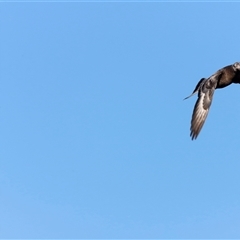 Columba livia at Yarralumla, ACT - 8 Dec 2024 07:44 AM