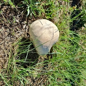 Calvatia sp. at Isaacs, ACT - 8 Dec 2024