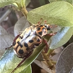 Neorrhina punctatum (Spotted flower chafer) at Harrison, ACT - 8 Dec 2024 by Huntling