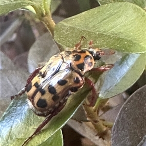 Neorrhina punctatum at Harrison, ACT - suppressed