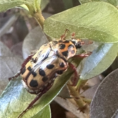 Neorrhina punctatum (Spotted flower chafer) at Harrison, ACT - 8 Dec 2024 by Huntling