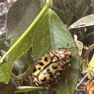 Neorrhina punctatum at Harrison, ACT - suppressed