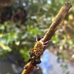 Neorrhina punctatum at Harrison, ACT - suppressed