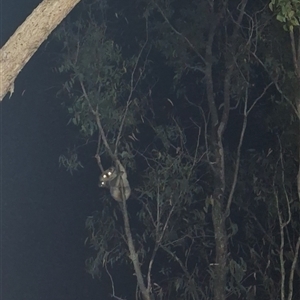 Koala (Phascolarctos cinereus) at Freemans Waterhole, NSW by AppleBlaq