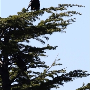 Gymnorhina tibicen at Yarralumla, ACT by JimL