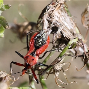 Unidentified True bug (Hemiptera, Heteroptera) at Lyons, ACT by ran452