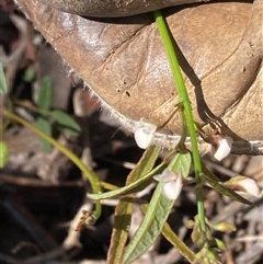 Grona varians (Slender Tick-Trefoil) at Narrabundah, ACT - 8 Dec 2024 by George