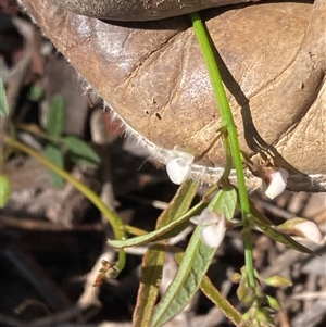 Grona varians (Slender Tick-Trefoil) at Narrabundah, ACT by George