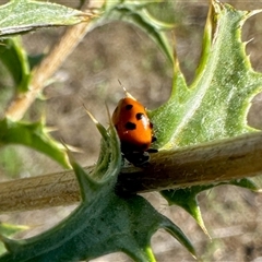 Hippodamia variegata (Spotted Amber Ladybird) at Yarralumla, ACT - 7 Dec 2024 by KMcCue