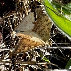 Scopula rubraria (Reddish Wave, Plantain Moth) at Yarralumla, ACT - 8 Dec 2024 by KMcCue