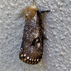 Epicoma contristis (Yellow-spotted Epicoma Moth) at Jerrabomberra, NSW - 7 Dec 2024 by SteveBorkowskis