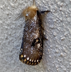 Epicoma contristis at Jerrabomberra, NSW - suppressed