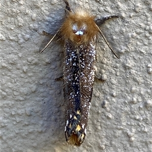 Epicoma contristis at Jerrabomberra, NSW - suppressed