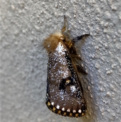 Epicoma contristis at Jerrabomberra, NSW - suppressed