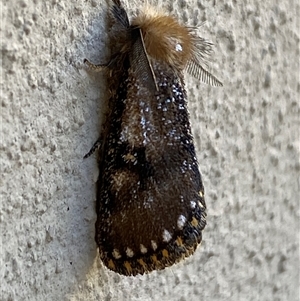 Epicoma contristis at Jerrabomberra, NSW - suppressed