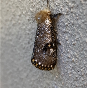 Epicoma contristis at Jerrabomberra, NSW - suppressed