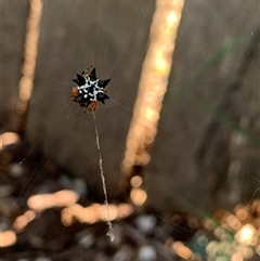 Austracantha minax (Christmas Spider, Jewel Spider) at Hackett, ACT - 8 Dec 2024 by Arni