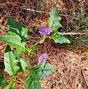 Solanum cinereum (Narrawa Burr) at Isaacs, ACT by Mike