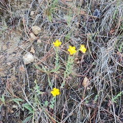 Hypericum gramineum (Small St Johns Wort) at Isaacs, ACT - 8 Dec 2024 by Mike