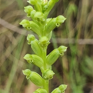 Microtis unifolia (Common Onion Orchid) at Paddys River, ACT by Bubbles