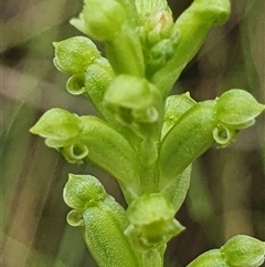 Microtis unifolia at Paddys River, ACT - 7 Dec 2024