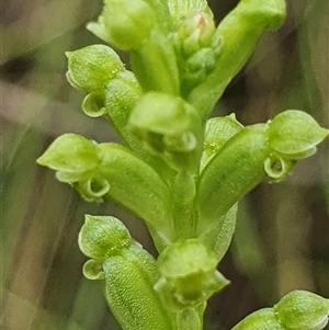 Microtis unifolia at Paddys River, ACT - 7 Dec 2024