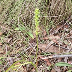 Microtis unifolia at Paddys River, ACT - 7 Dec 2024