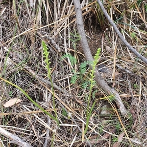 Microtis unifolia at Paddys River, ACT - 7 Dec 2024